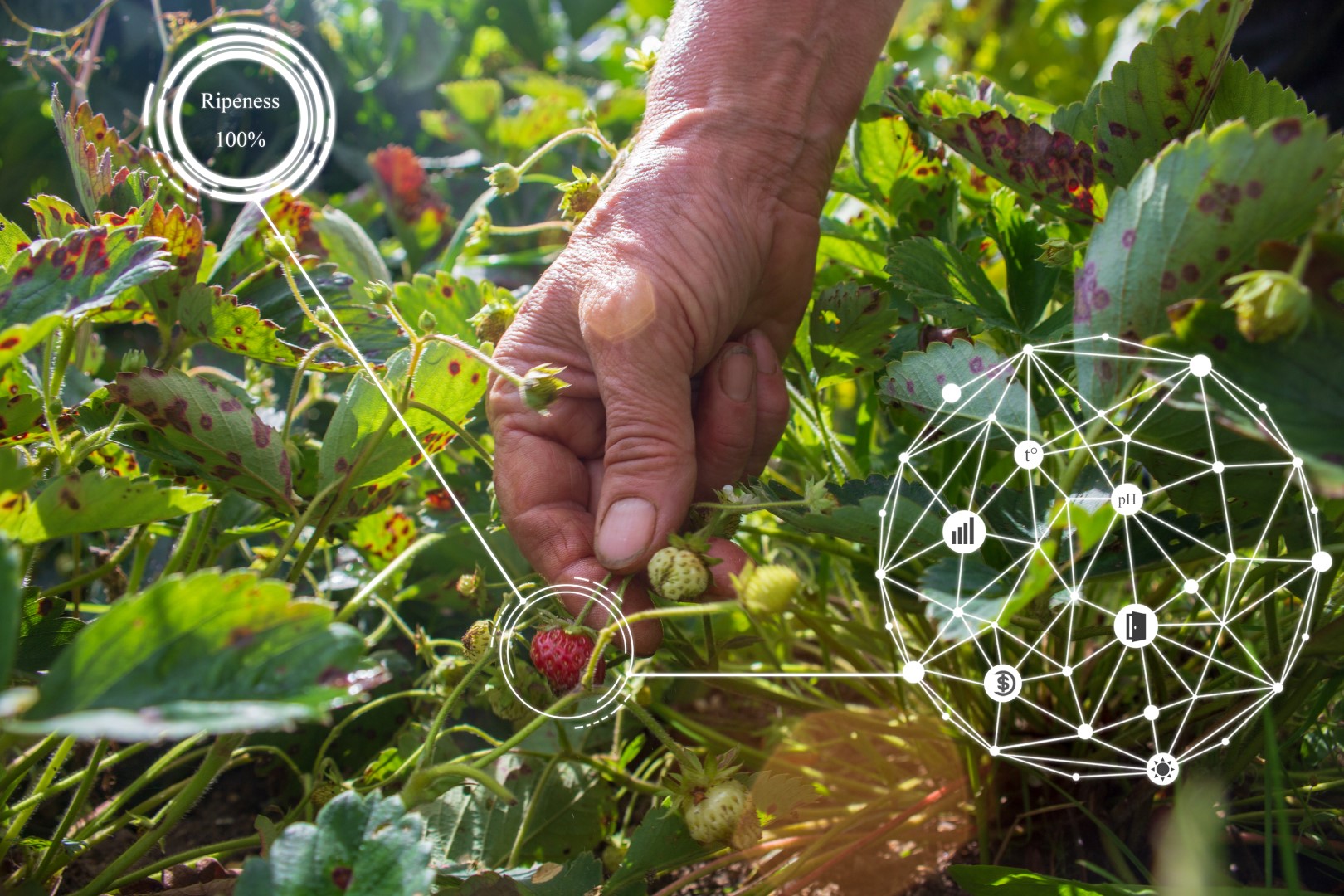 You are currently viewing How IoT is Shaping the Future of Farming